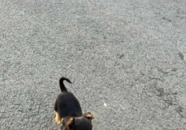 Jack Russell Terrier puppies for sale in Wigan, Greater Manchester – 1 year old - Image 1 of 2