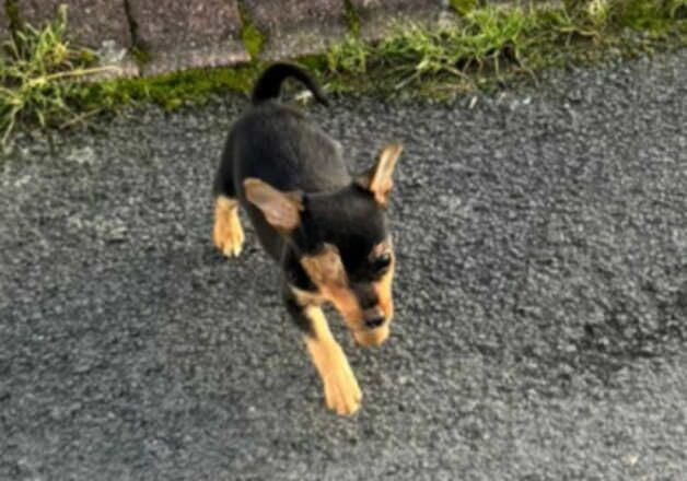 Jack Russell Terrier puppies for sale in Wigan, Greater Manchester – 1 year old - Image 2 of 2