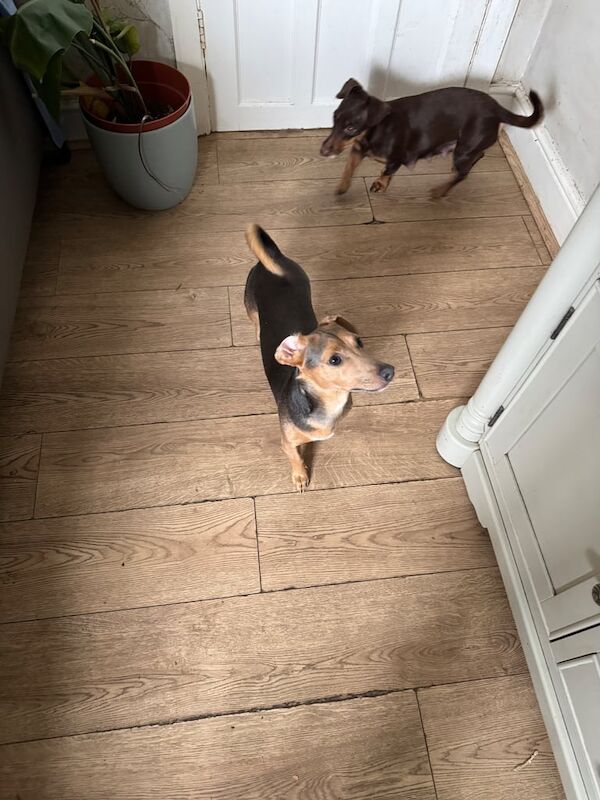 Jack Russell Terrier puppies for sale in Lincoln, Lincolnshire – 1 year old