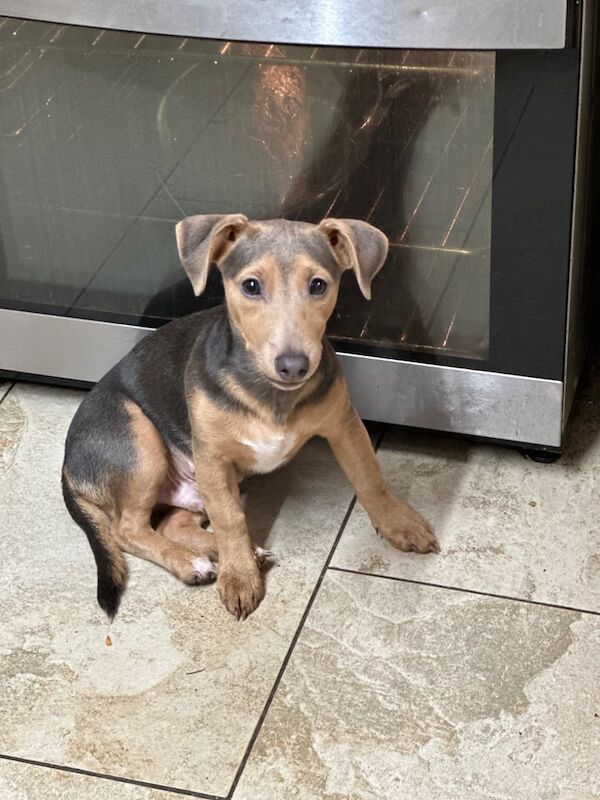 Jack Russell Terrier puppies for sale in Lincoln, Lincolnshire – 1 year old - Image 2 of 3