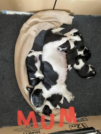 Miniature jack Russell puppies for sale in Flamborough, East Riding of Yorkshire - Image 1