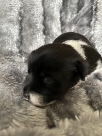 Miniature jack Russell puppies for sale in Flamborough, East Riding of Yorkshire - Image 2