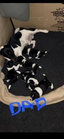 Miniature jack Russell puppies for sale in Flamborough, East Riding of Yorkshire - Image 3