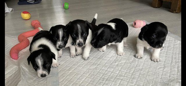 Miniature jack Russell puppies for sale in Flamborough, East Riding of Yorkshire - Image 4