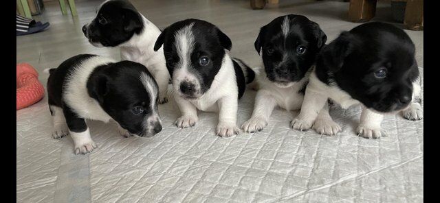 Miniature jack Russell puppies for sale in Flamborough, East Riding of Yorkshire - Image 5