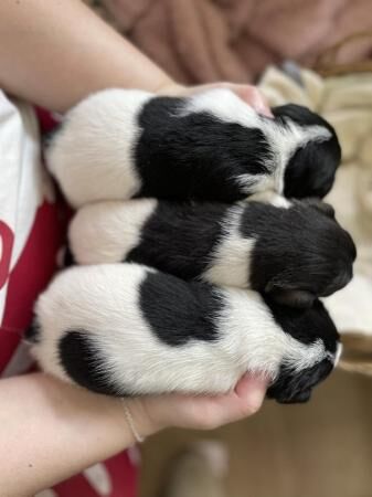 Miniature Jack Russell puppies for sale in Scarborough, North Yorkshire - Image 2