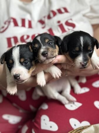 Miniature Jack Russell puppies for sale in Scarborough, North Yorkshire - Image 3
