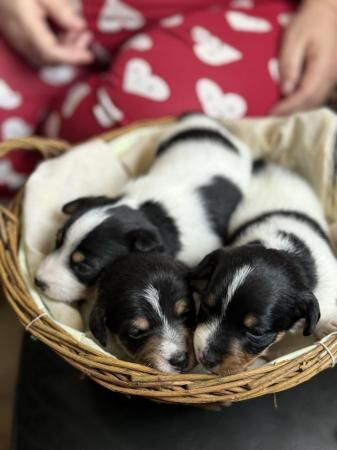 Miniature Jack Russell puppies for sale in Scarborough, North Yorkshire - Image 4