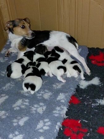 Miniature Jack Russell puppies for sale in Scarborough, North Yorkshire - Image 5