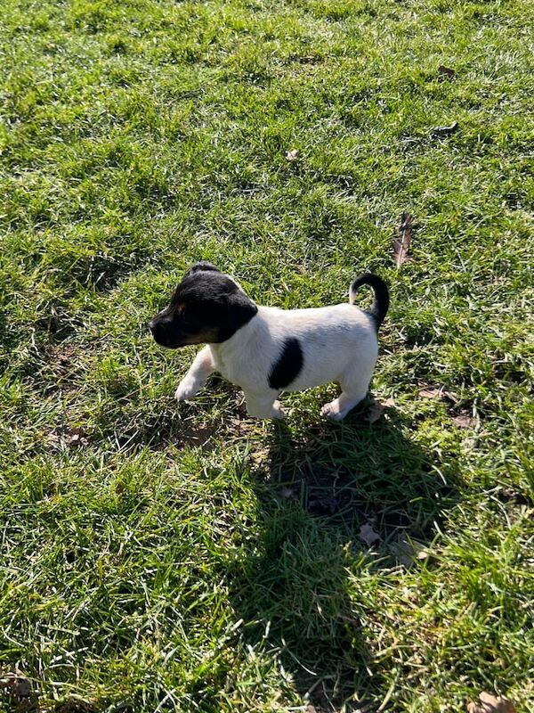 Jack Russell puppies for sale in Redbridge, Greater London – 5 months old - Image 1 of 3
