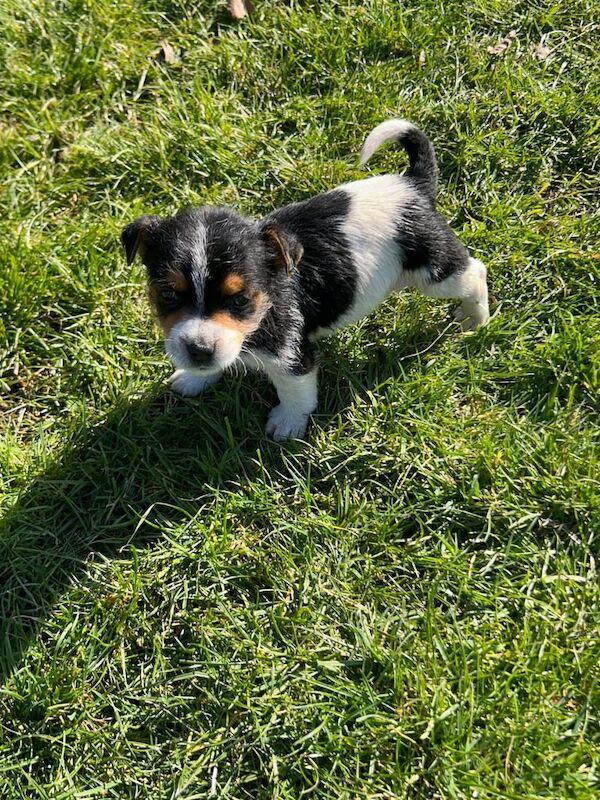 Jack Russell puppies for sale in Redbridge, Greater London – 5 months old - Image 2 of 3