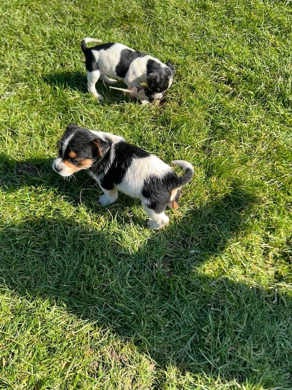 Miniature jack Russell puppies for sale in Redbridge, Greater London - Image 3