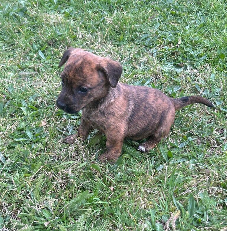Jack Russell Terrier puppies for sale in Chadwell Heath, Greater London – 10 months old - Image 1 of 3