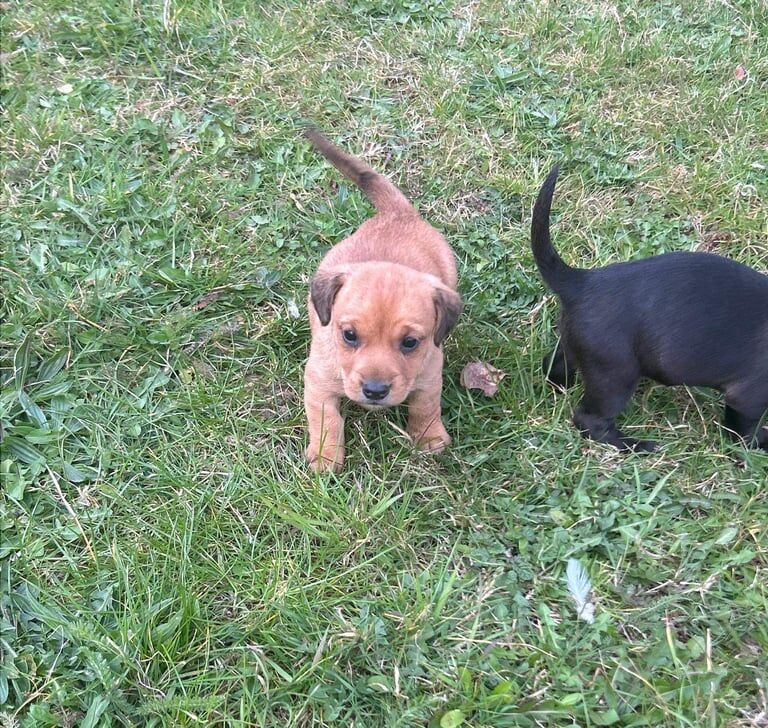 Miniature jack Russell puppies for sale in Chadwell Heath, Greater London - Image 2