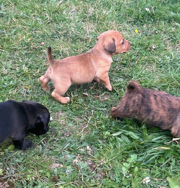 Jack Russell Terrier puppies for sale in Chadwell Heath, Greater London – 10 months old - Image 3 of 3