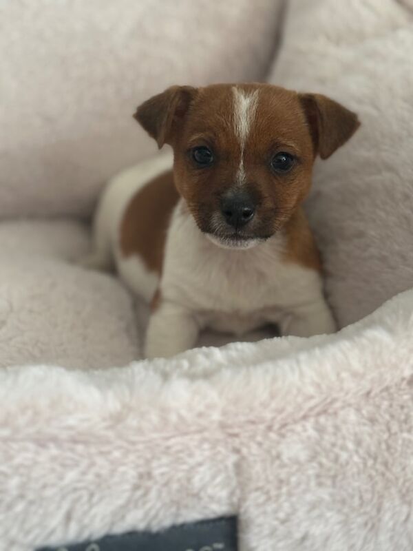 Miniature jack Russell puppies for sale in Eastleigh, Hampshire