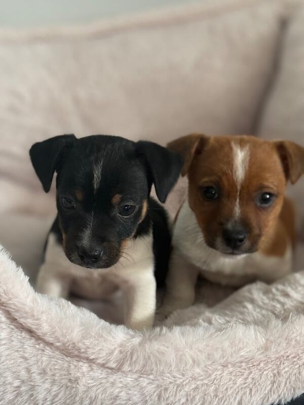 Miniature jack Russell puppies for sale in Eastleigh, Hampshire | Image 2