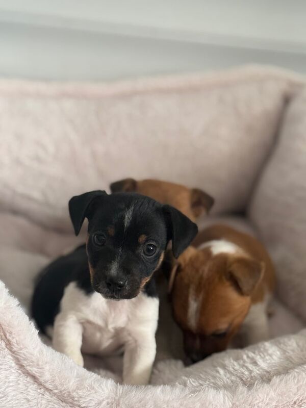 Miniature jack Russell puppies for sale in Eastleigh, Hampshire | Image 3
