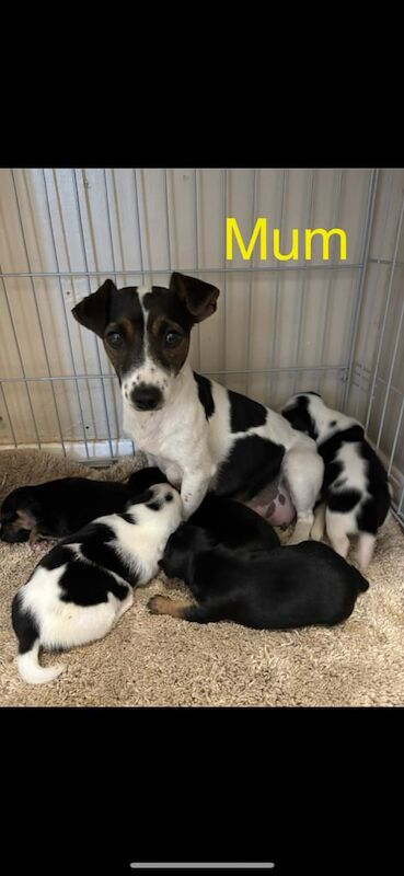 Miniature jack russell puppies for sale in Ashford, Surrey