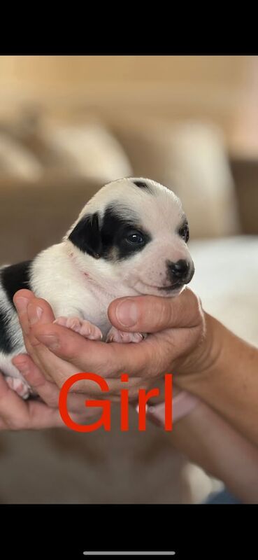 Miniature jack russell puppies for sale in Ashford, Surrey | Image 2