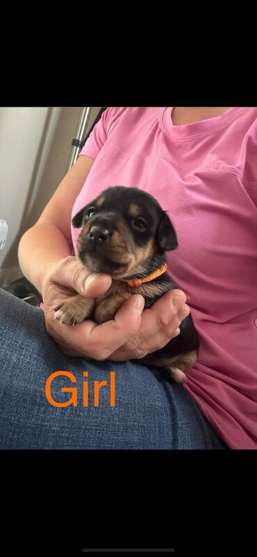 Miniature jack russell puppies for sale in Ashford, Surrey | Image 3