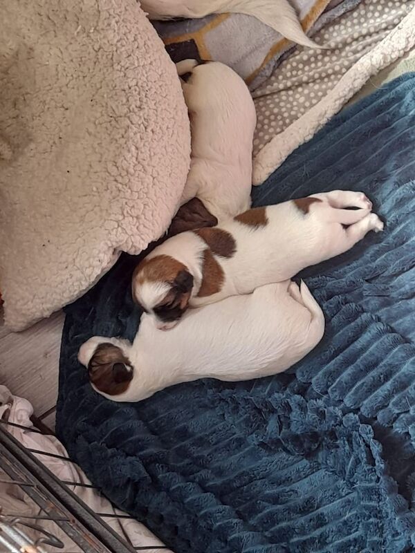 Miniature Jack Russell Puppies. for sale in Daventry, Northamptonshire