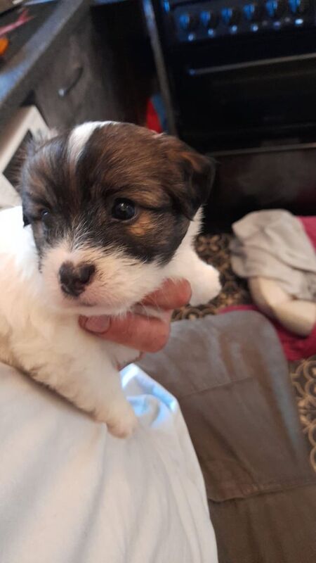 Miniature Jack Russell Puppies. for sale in Daventry, Northamptonshire | Image 2