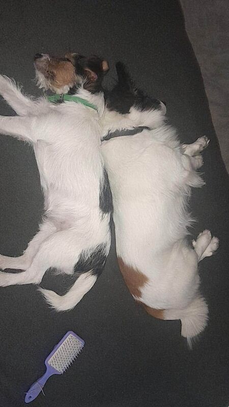 Miniature Jack Russell Puppies. for sale in Daventry, Northamptonshire | Image 3