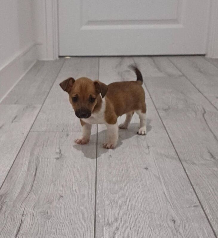Jack Russell puppies for sale in Romford, Greater London – 8 weeks old