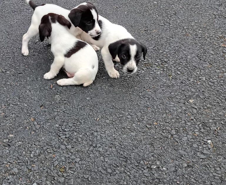 Jack Russell puppies for sale in Barking, Greater London – 8 weeks old