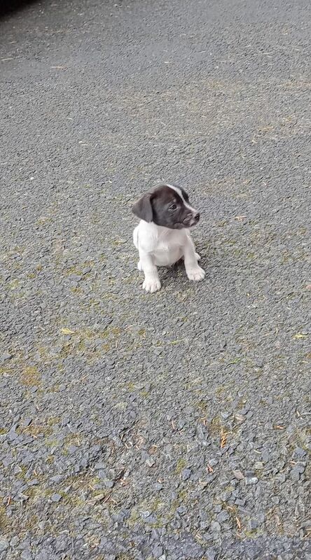 Jack Russell puppies for sale in Barking, Greater London – 8 weeks old - Image 2 of 3
