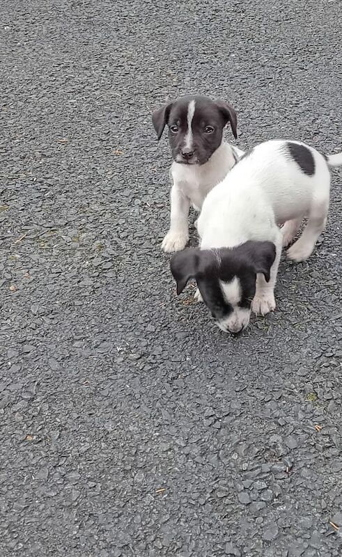 Jack Russell puppies for sale in Barking, Greater London – 8 weeks old - Image 3 of 3