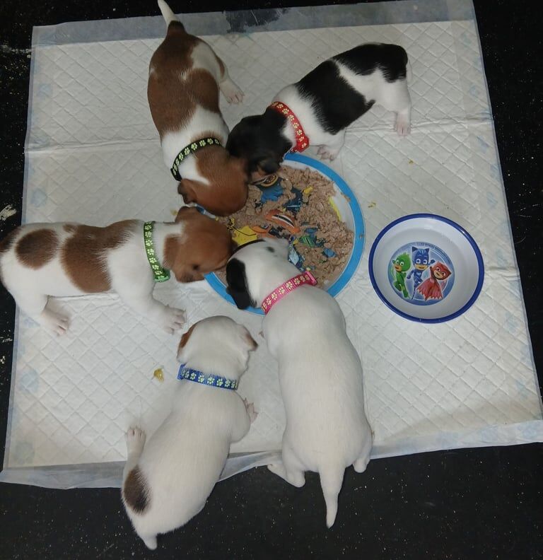 Jack Russell puppies for sale in Bradford, West Yorkshire – 4 weeks old