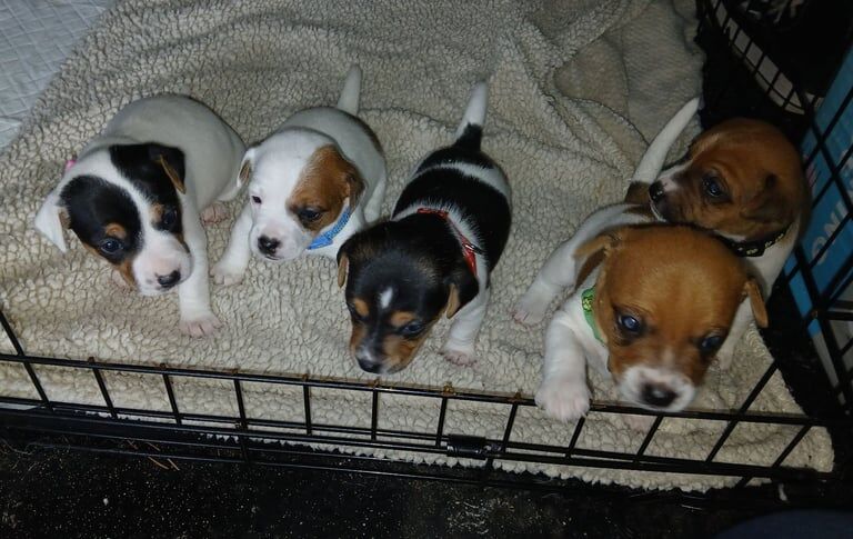 Jack Russell puppies for sale in Bradford, West Yorkshire – 4 weeks old - Image 2 of 3