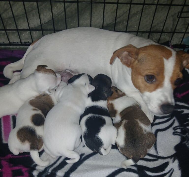 Jack Russell puppies for sale in Bradford, West Yorkshire – 4 weeks old - Image 3 of 3