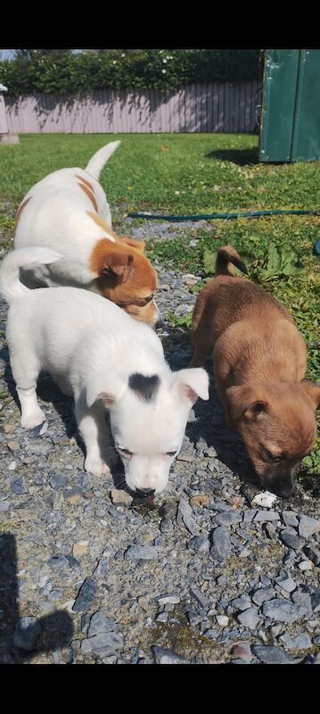 Jack Russell puppies for sale in Dungannon, County Tyrone – 10 weeks old