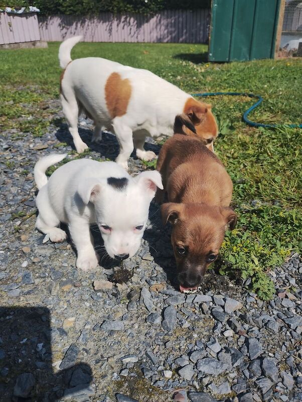 Jack Russell puppies for sale in Dungannon, County Tyrone – 10 weeks old - Image 2 of 3