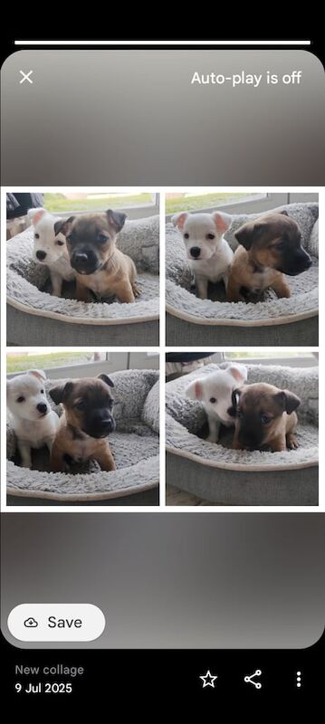 Jack Russell puppies for sale in Dungannon, County Tyrone – 10 weeks old - Image 3 of 3