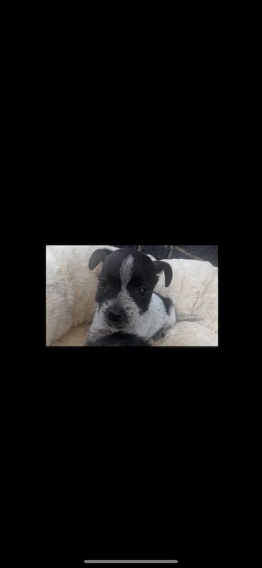 Jack Russell puppies for sale in Chesterfield, Derbyshire – 9 weeks old