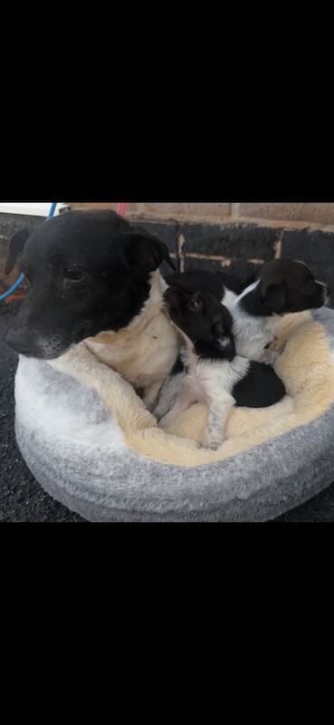 Jack Russell puppies for sale in Chesterfield, Derbyshire – 9 weeks old - Image 2 of 3
