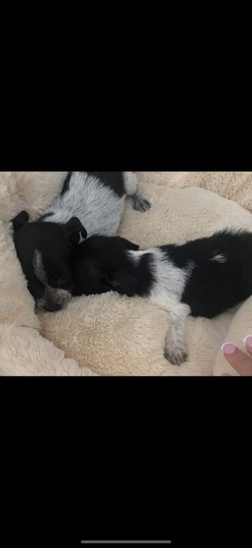 Jack Russell puppies for sale in Chesterfield, Derbyshire – 9 weeks old - Image 3 of 3