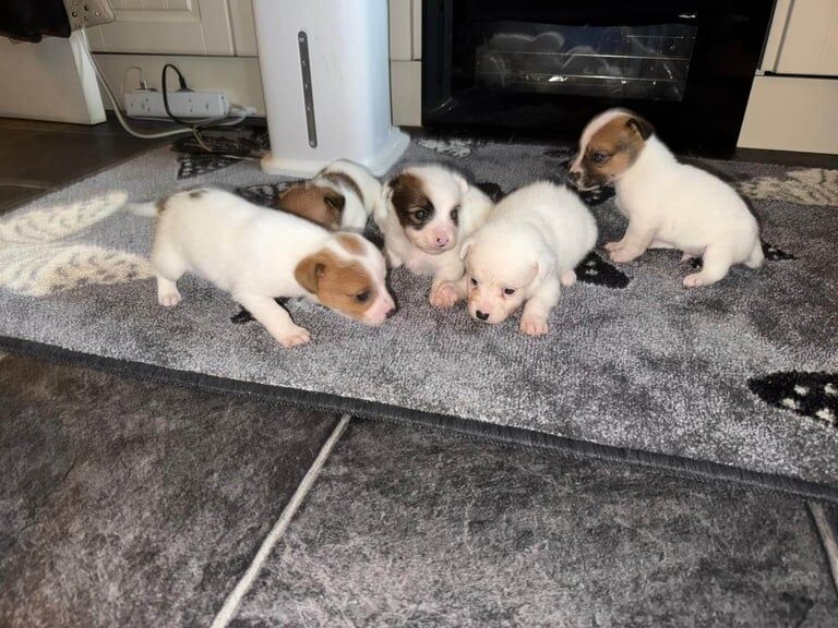 Jack Russell Terrier puppies for sale in East Kilbride, Lanarkshire – 11 weeks old - Image 2 of 3