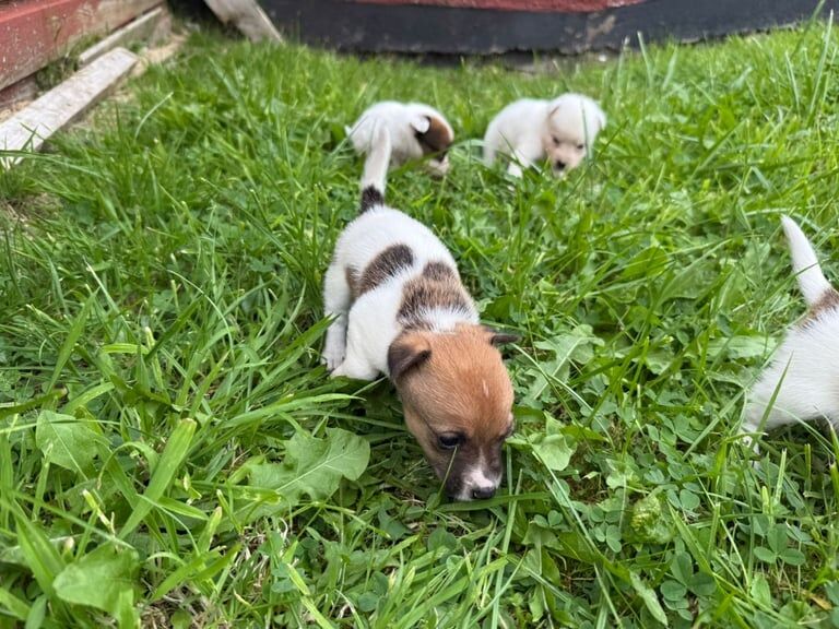 Jack Russell Terrier puppies for sale in East Kilbride, Lanarkshire – 11 weeks old - Image 3 of 3