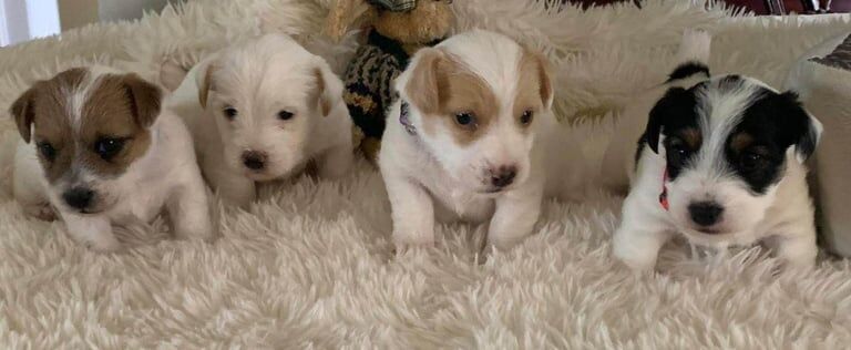 Jack Russell Terrier puppies for sale in Glasgow, City of Glasgow – 8 weeks old