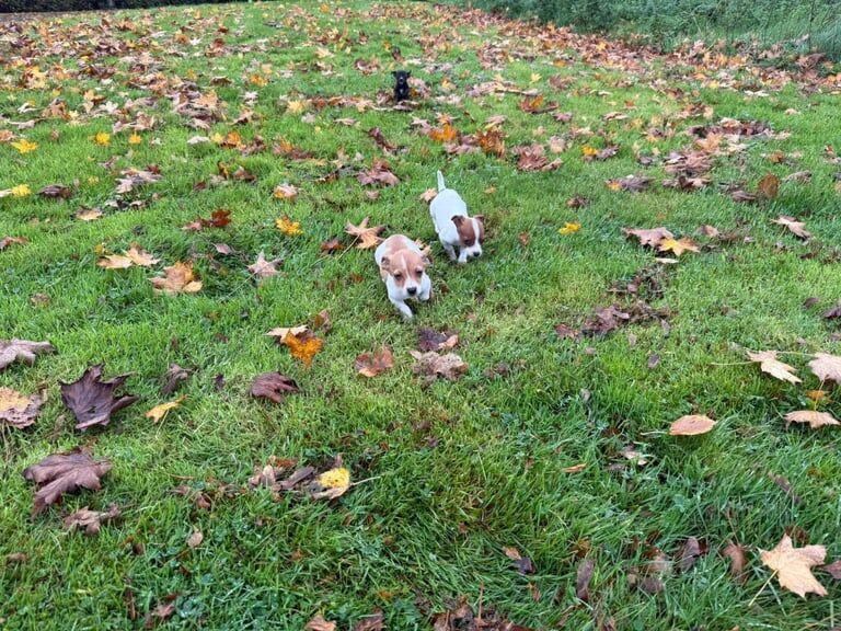Jack Russell Terrier puppies for sale in London – 8 weeks old