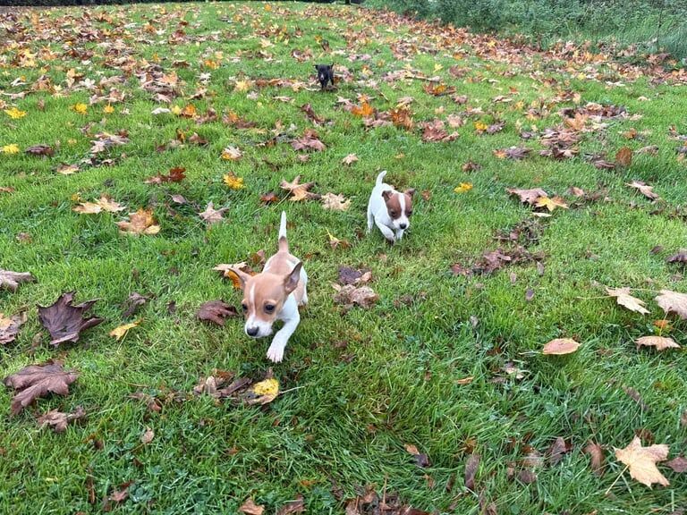 Jack Russell Terrier puppies for sale in London – 8 weeks old - Image 2 of 4