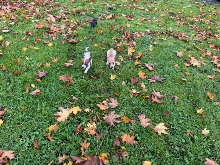 Jack Russell Terrier puppies for sale in London – 8 weeks old - Image 3 of 4