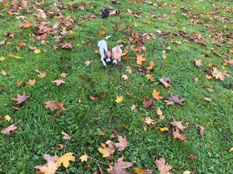 Jack Russell Terrier puppies for sale in London – 8 weeks old - Image 4 of 4