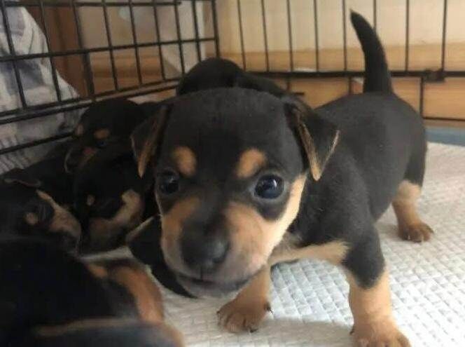 Jack Russell Terrier puppies for sale in East Kilbride, Lanarkshire – 9 weeks old - Image 2 of 6
