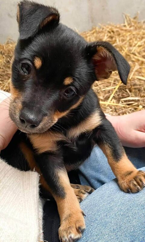 Jack Russell Terrier puppies for sale in East Kilbride, Lanarkshire – 9 weeks old - Image 3 of 6